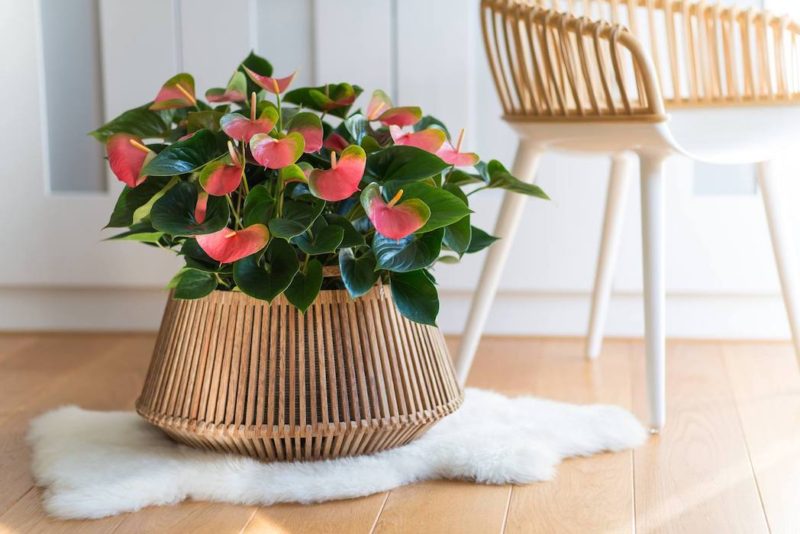 Anthurium Solid and multicoloured