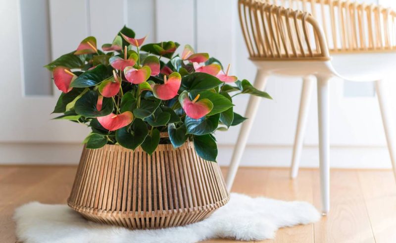 Anthurium meerkleurig