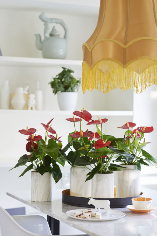 Here are the 10 newest anthuriums for use as pot plants and cut flowers