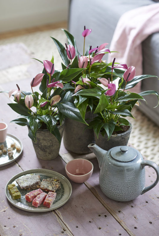 Here are the 10 newest anthuriums for use as pot plants and cut flowers