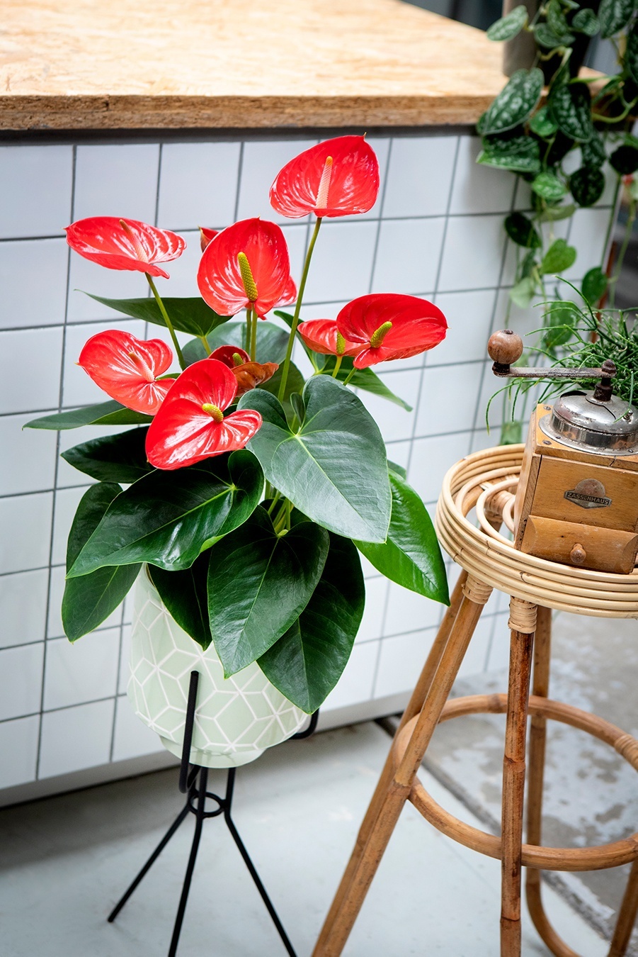 7 beautiful ways to display your plants in your apartment