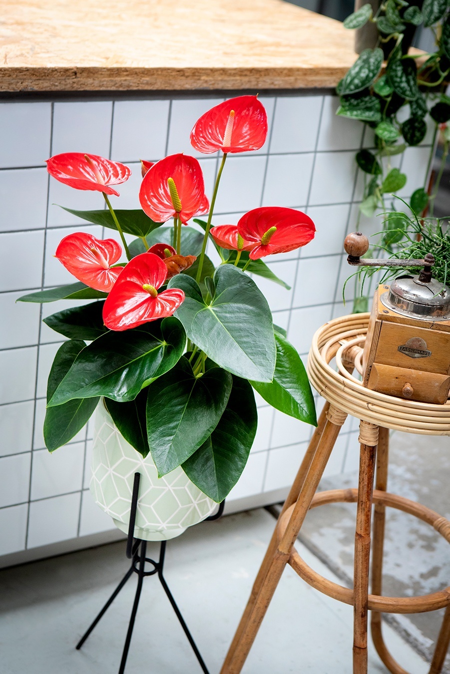 6 manieren om je planten mooi neer te zetten in je interieur