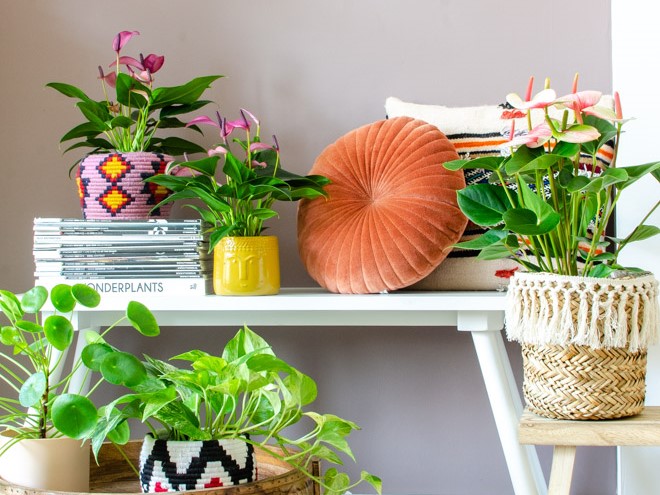 Zo creëer je een plantenhoek in huis