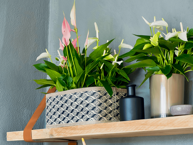 6 beautiful ways to display your plants