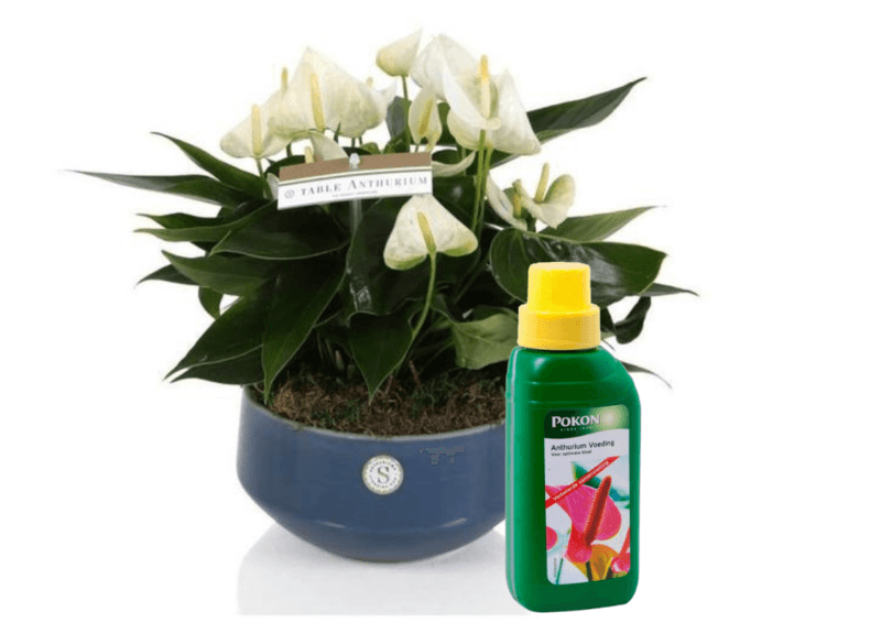 How to use Anthurium fertilizer: here are some tips