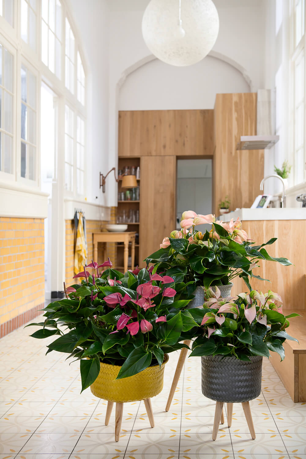 Dag kerstboom, hallo anthurium kamerplant!