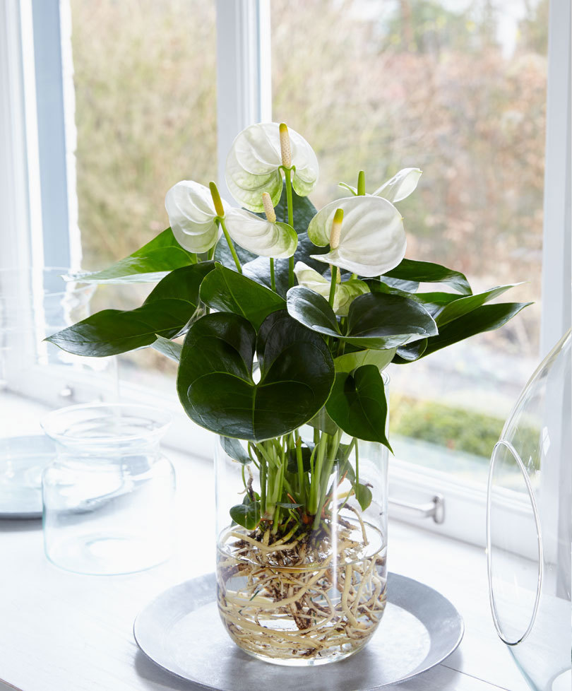 Anthurium op water