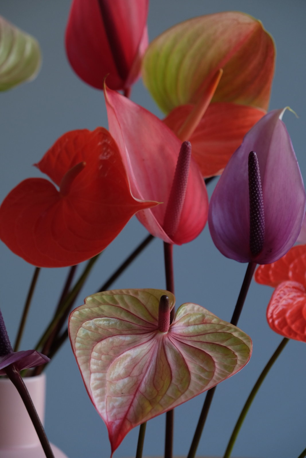 Anthurium flowers in 3 entirely different interiors