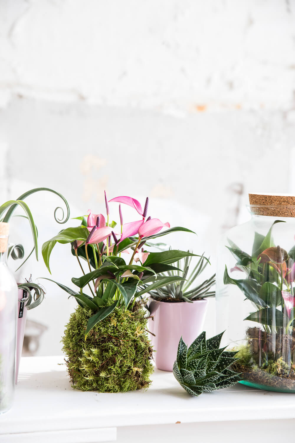 Voici comment faire un kokedama d’anthurium.