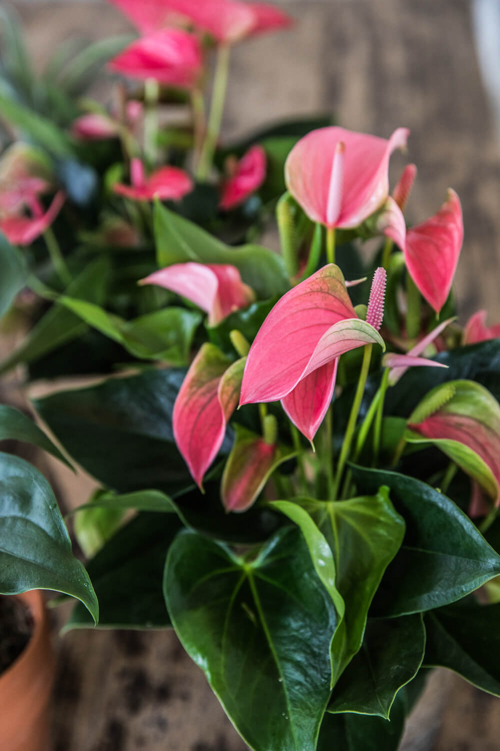 How sustainable are Anthuriums?