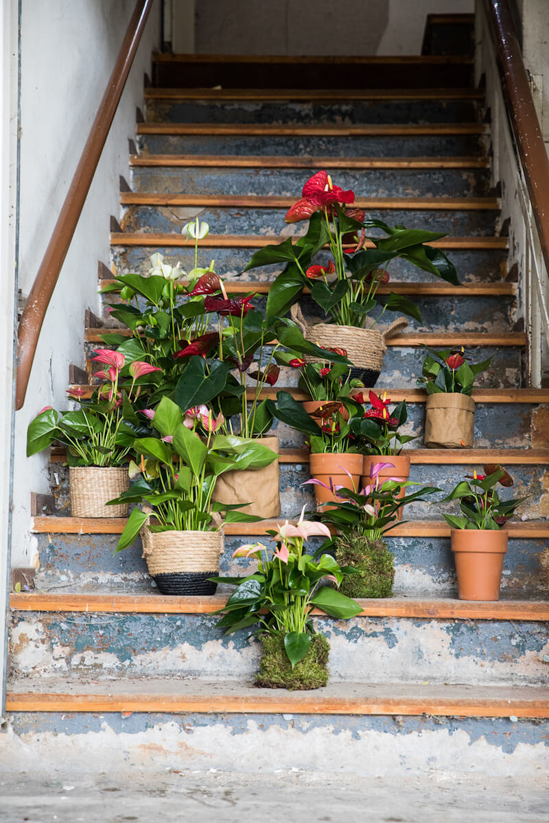 Décorez votre montée d’escalier avec des plantes