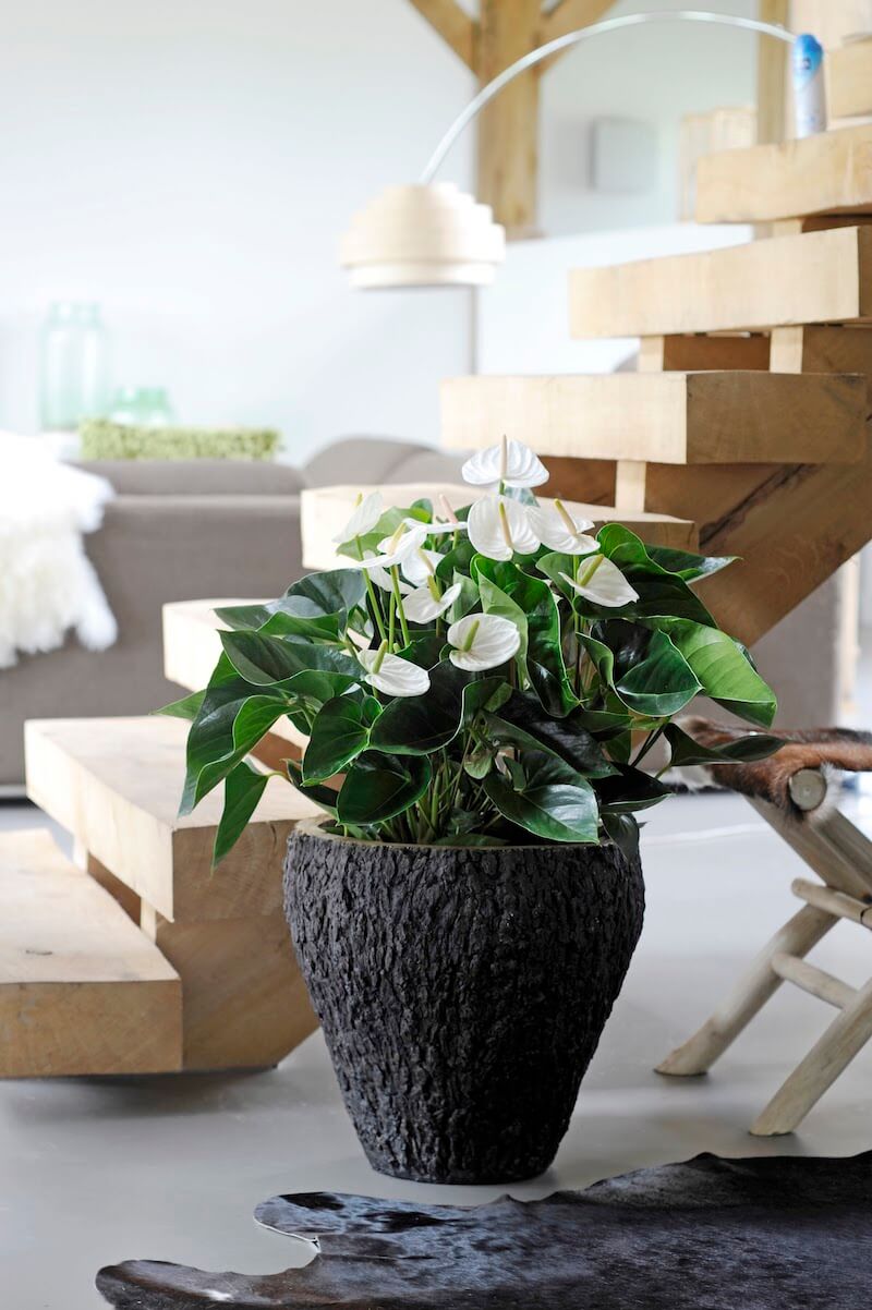 Decorate your stairwell with Anthurium plants: 3 tips