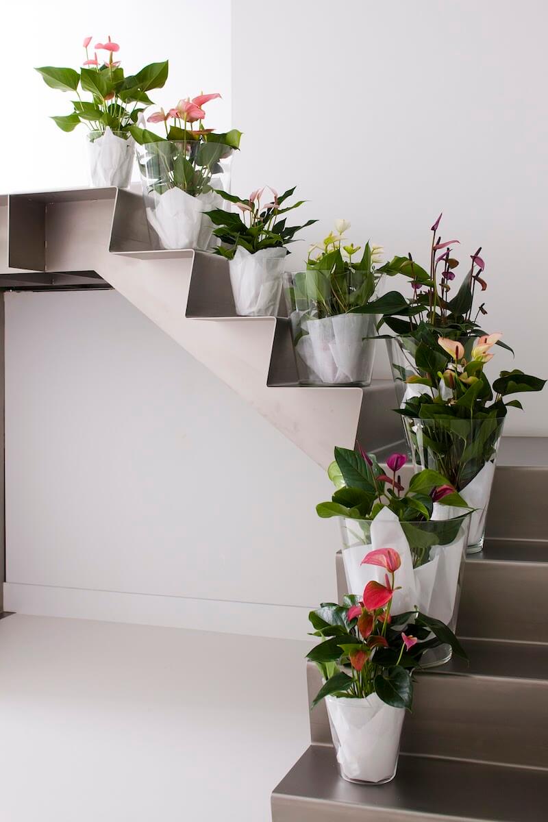 Dekorieren Sie Ihr Treppenhaus mit Anthurien Pflanzen