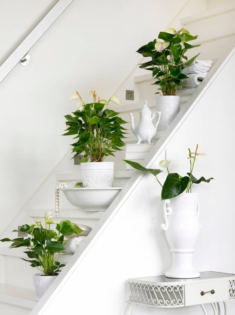 Decorate your stairwell with Anthurium plants: 3 tips
