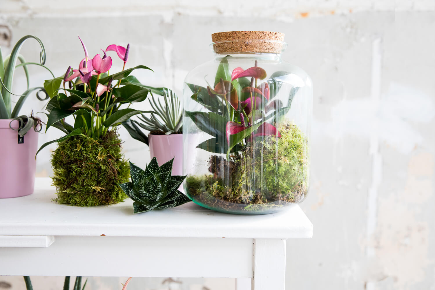 4 manieren om de mini-anthurium in huis te halen