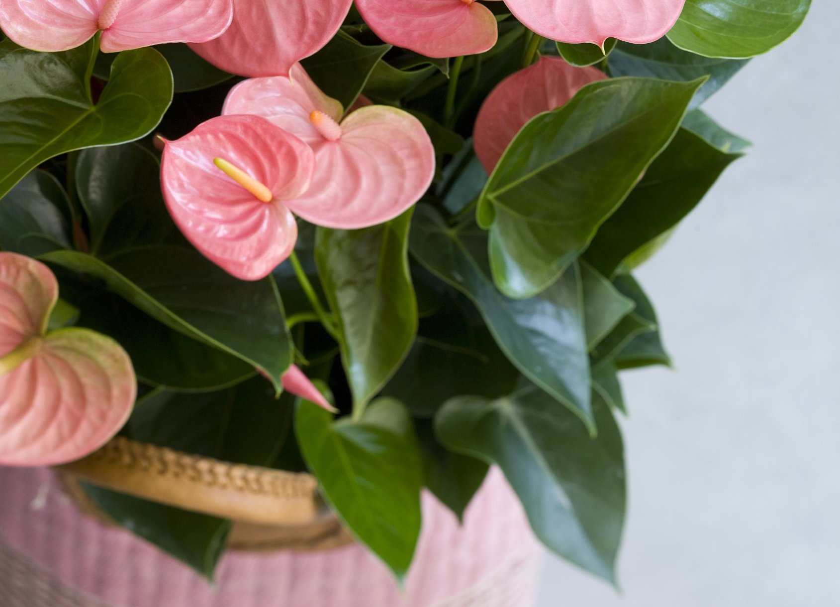 These are last year's most-read articles on Anthurium Info