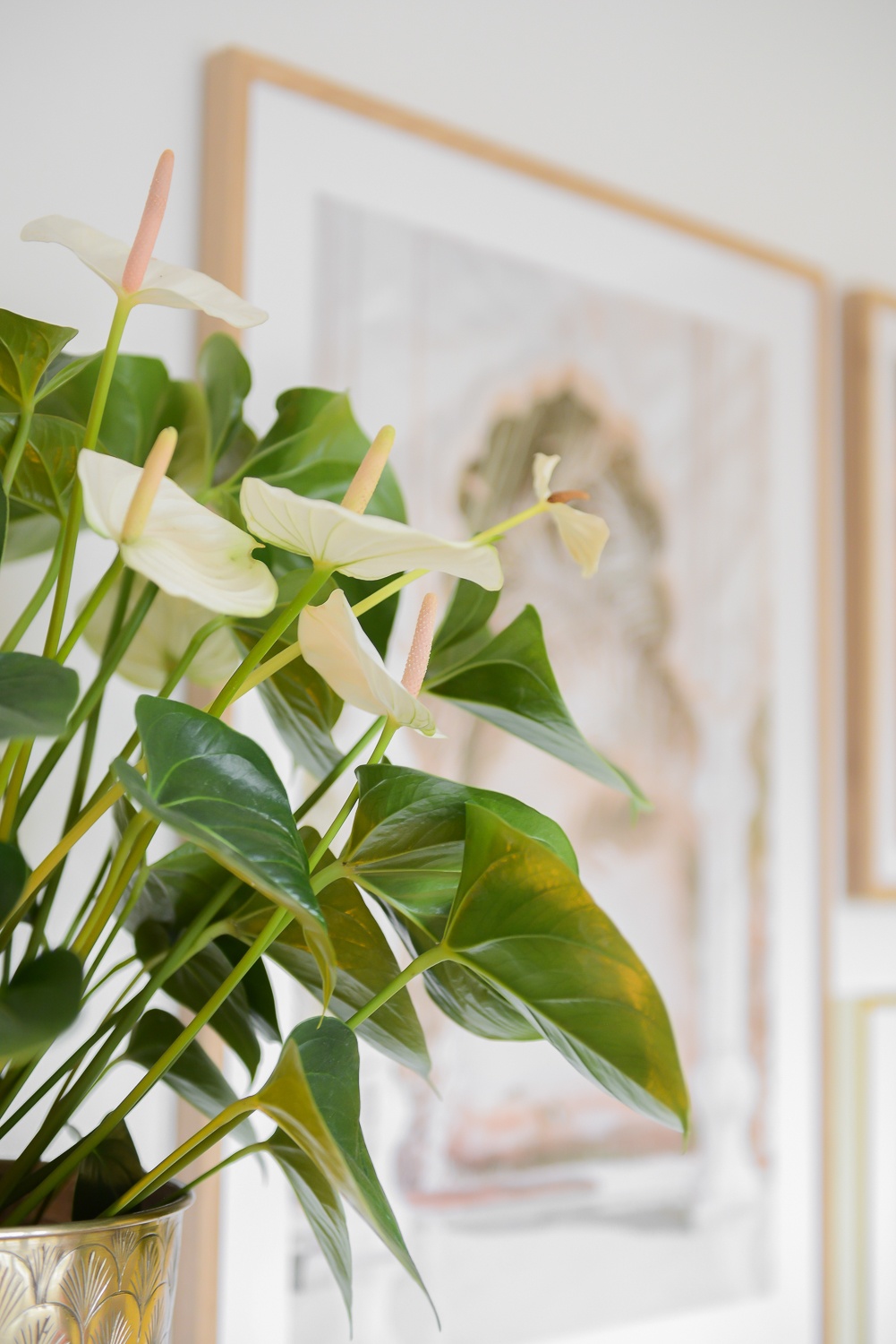 This is how blogger Binti Home styles Anthuriums in her interior