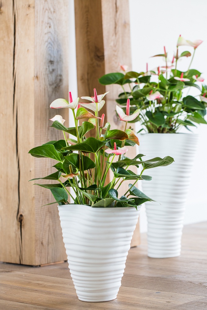 So stylen Sie große Pflanzen in Ihrem Interieur: 4 Tipps