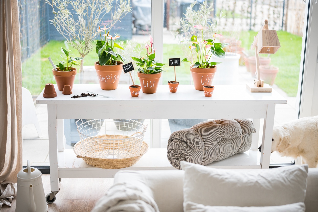 5 Dinge, die Sie noch nicht über das Terrakotta-Pflanzgefäß wussten