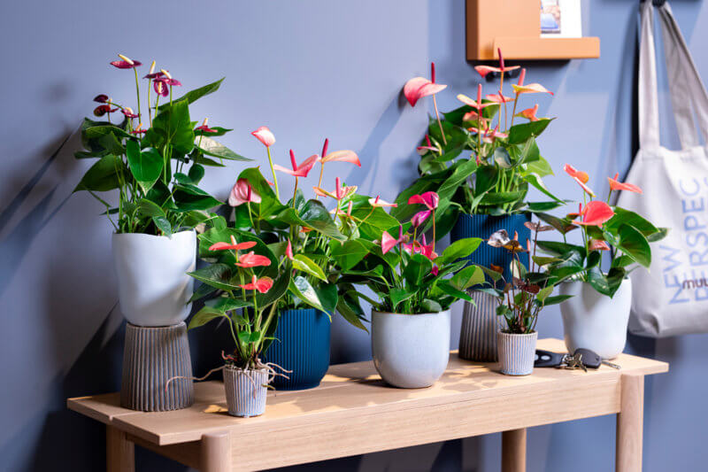 How to brighten up your home office with colourful Anthuriums