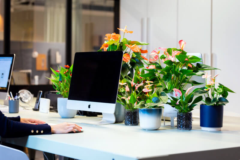 Zo fleur je je thuiswerkplek op met kleurrijke anthuriums