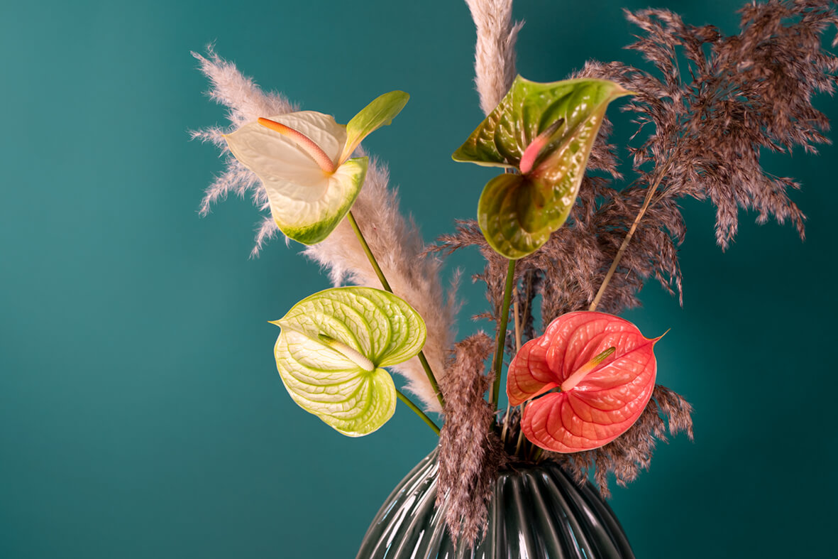 Des anthuriums pour plus de glamour à Noël 