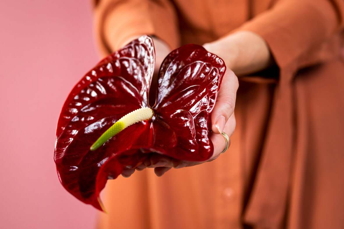 Varier à l’infini avec seulement quelques fleurs coupées d’anthurium