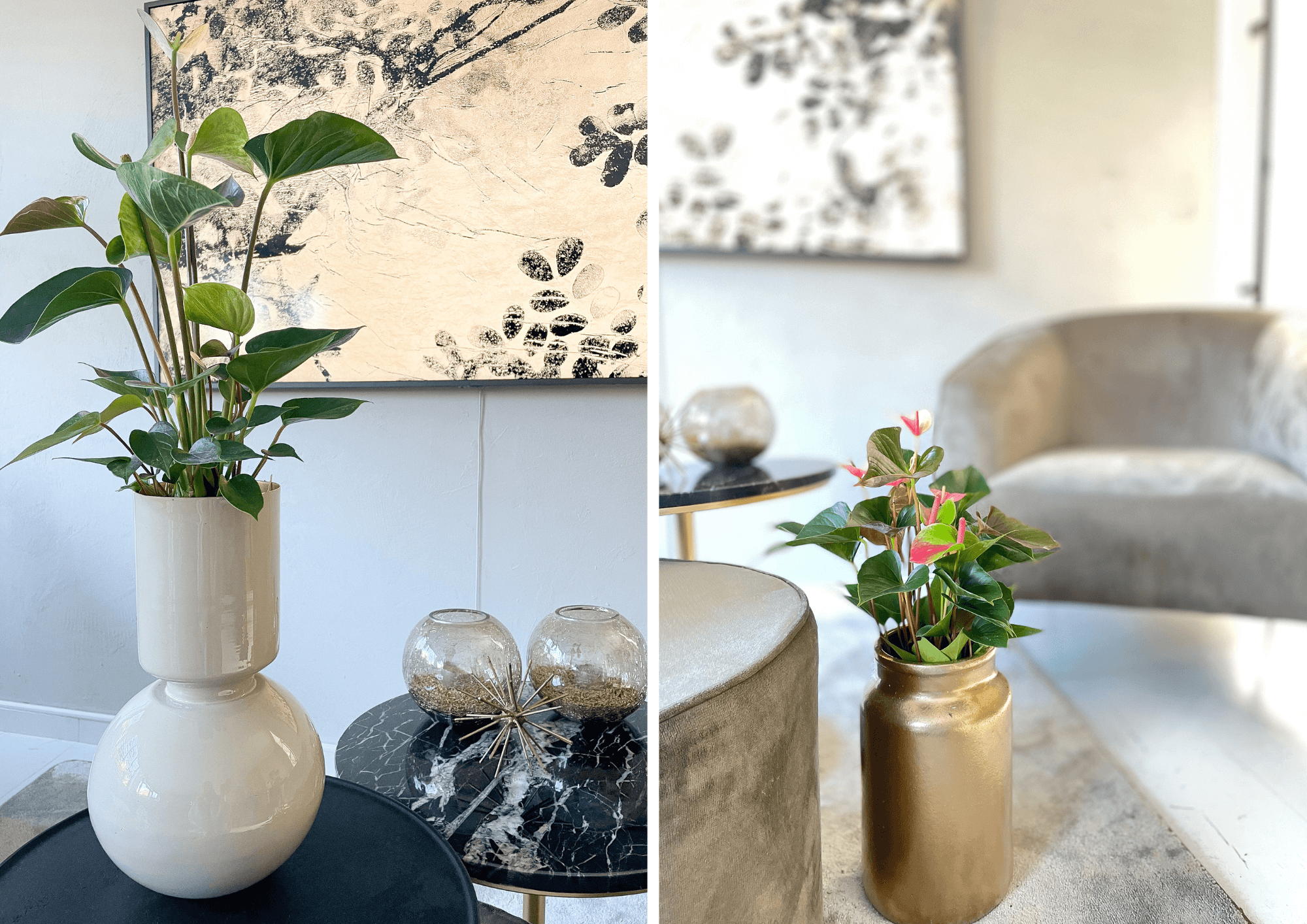 DIY with anthurium plants