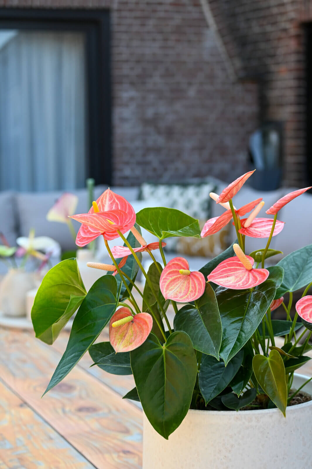 anthuriums op terras