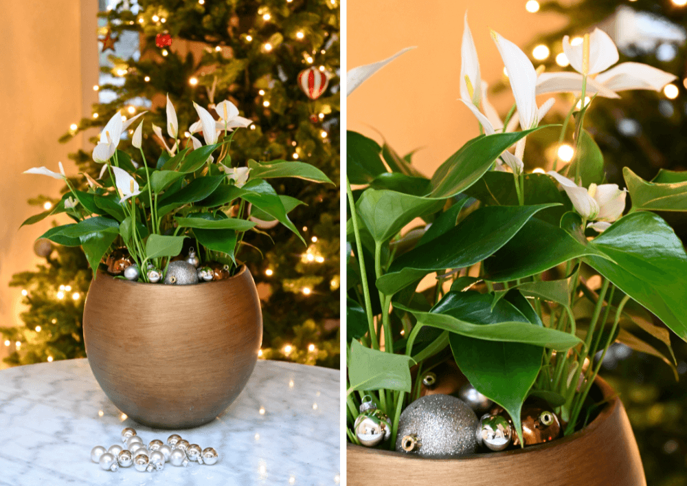 kerstarrangement met anthuriums