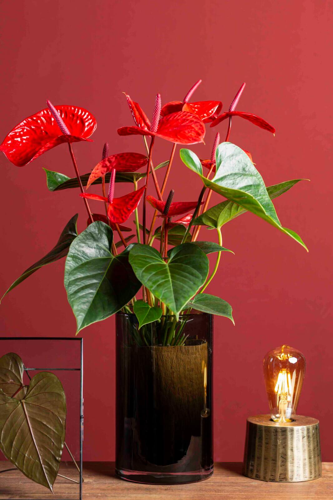 winterproblemen met anthuriums