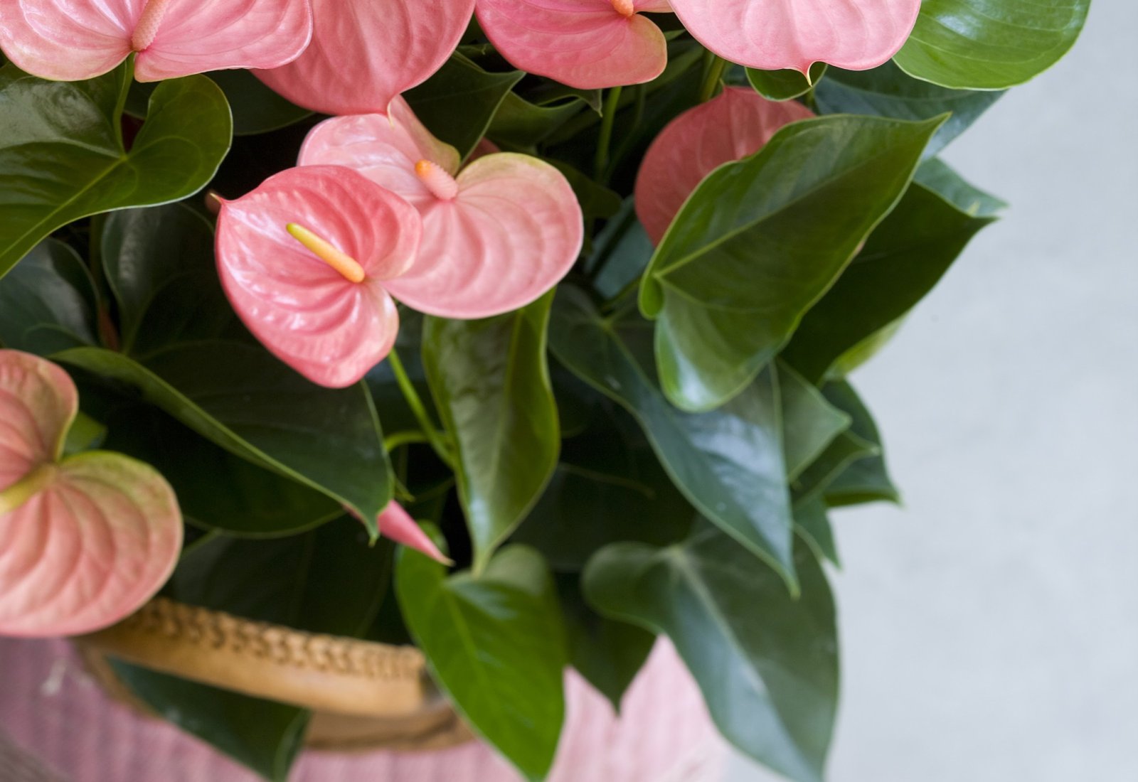 Anthurium_blumen_blüten_florist_Schnittblume_Topfpflanze_Pflege