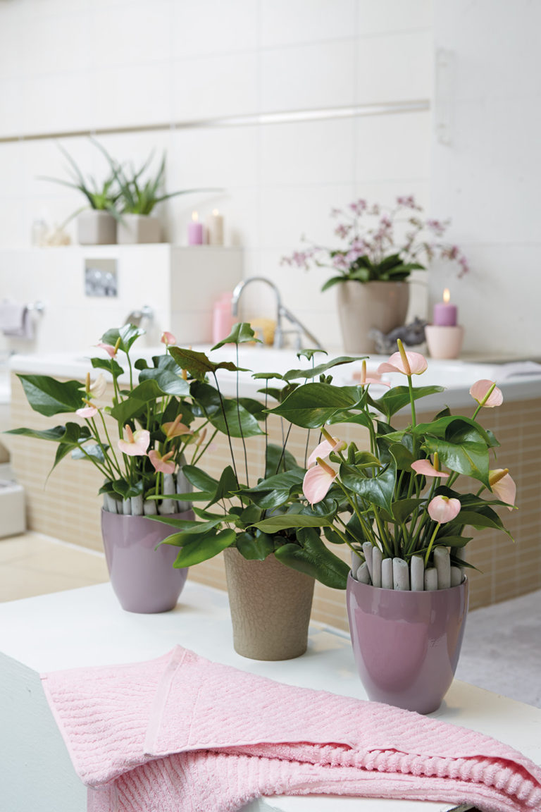 Anthurium_blumen_blüten_florist_Schnittblume_Topfpflanze_Pflege