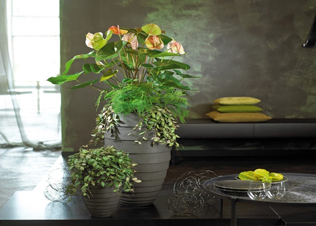 Anthurium_blumen_blüten_florist_Schnittblume_Topfpflanze_Pflege