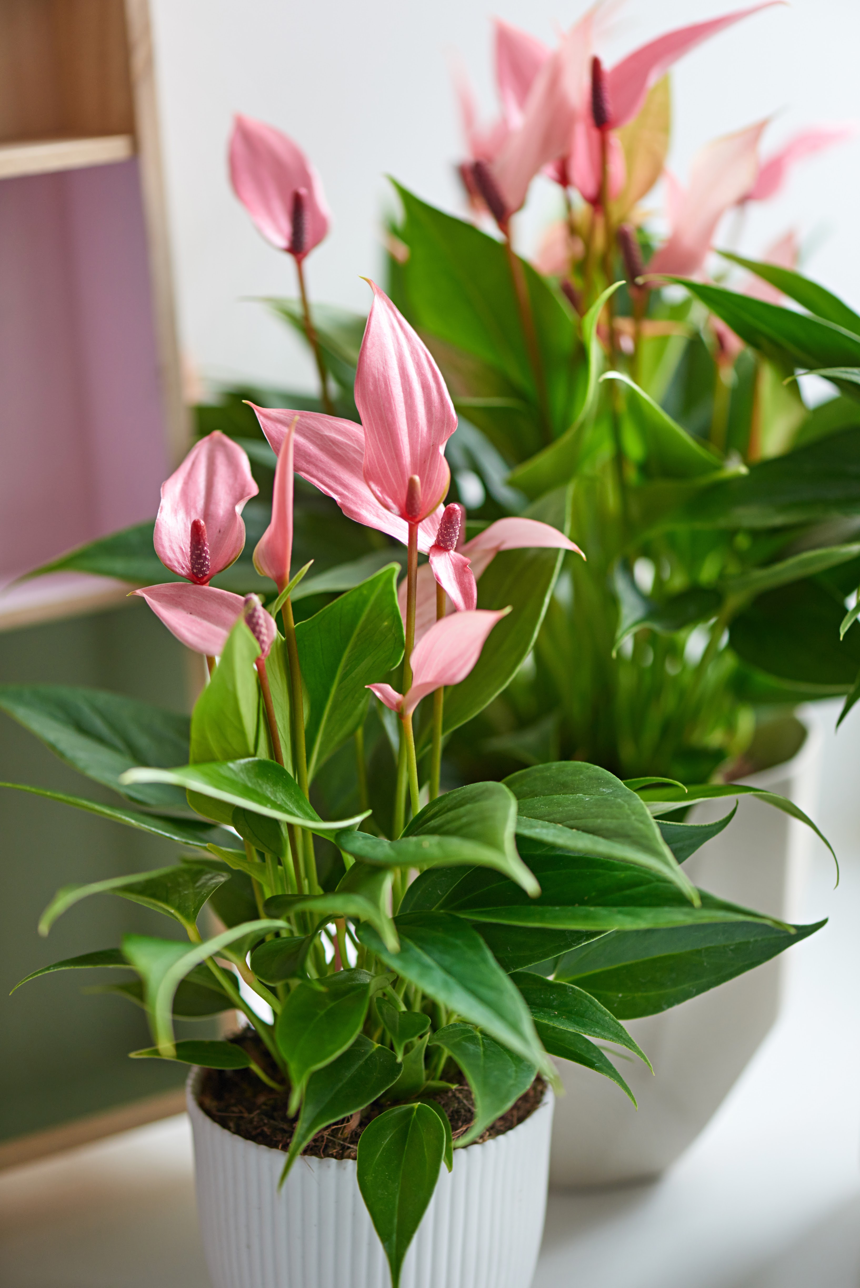 Schön und gesund - Anthurium Deutsch