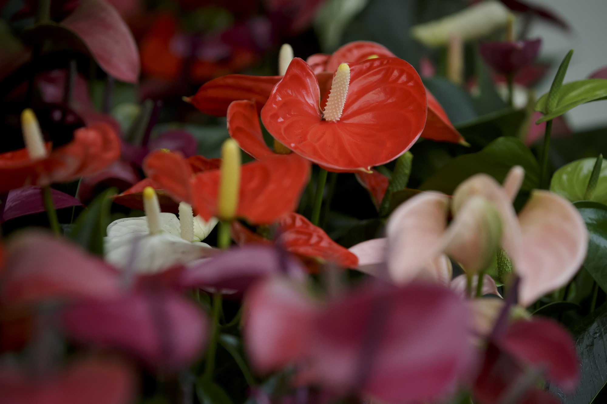 Anthurium_blumen_blüten_florist_Schnittblume_Topfpflanze_Pflege