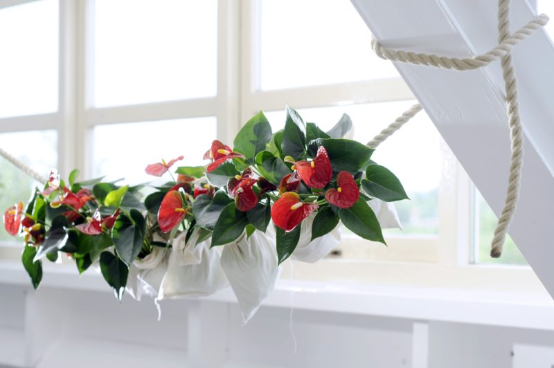 Tschüss Weihnachtsbaum, hallo Topfpflanze!