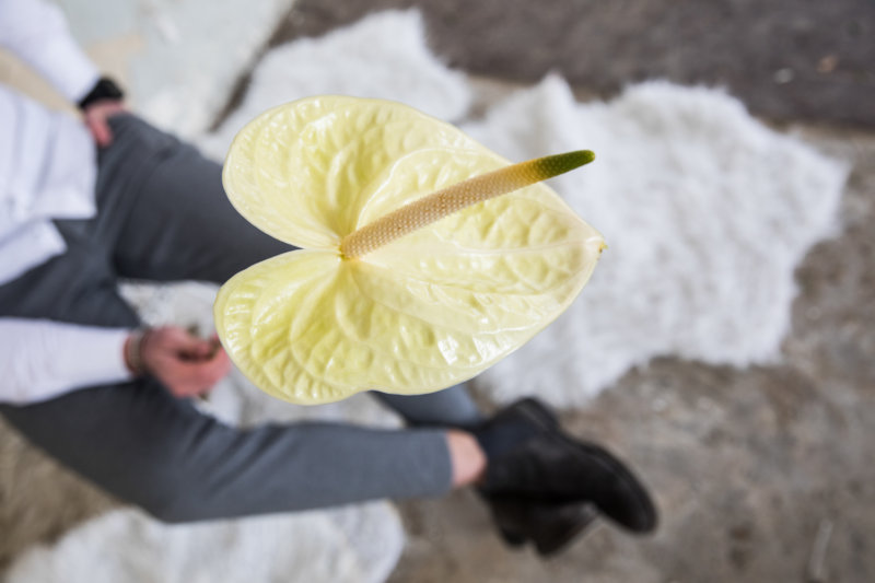4 Gründe, warum die Anthurie die ultimative Valentinsblume und -pflanze ist