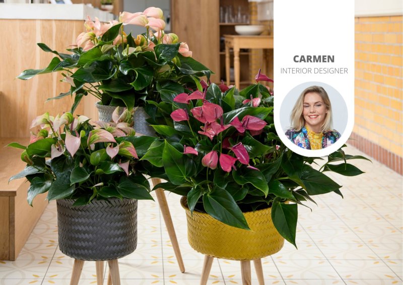 Mit diesen Pflanzen können Sie sich den Frühling sofort ins Haus holen