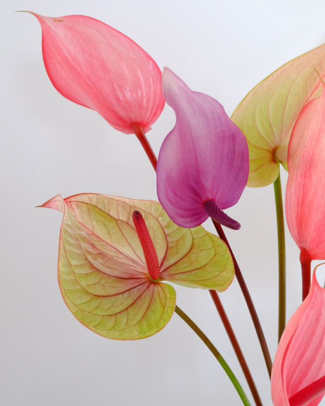 So hält ein Blumenstrauß viel länger