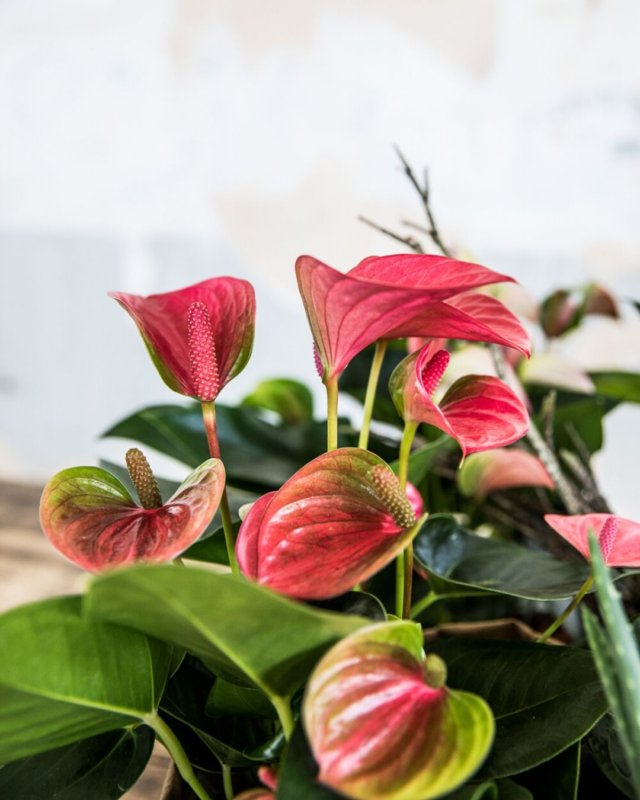 So machen Sie schöne Blumenfotos