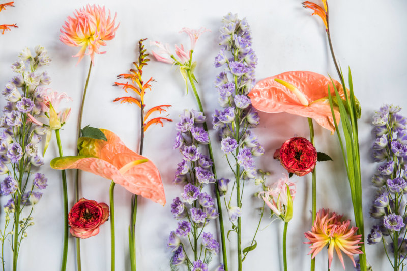So machen Sie schöne Blumenfotos
