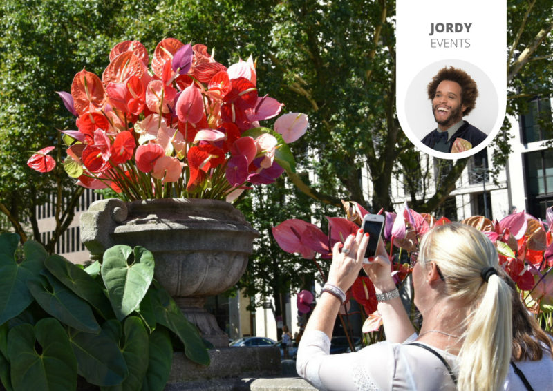 Flamingos auf der Königsallee: Ein Blumengeschenk an Düsseldorf