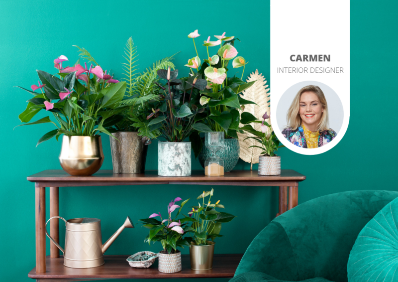 Verleihen Sie Ihrem Interieur einen farbenfrohen, exotischen „Look“ mit Pflanzen