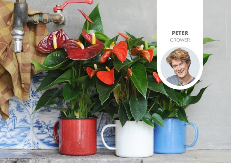 Wie bringe ich meine Pflanzen (wieder) zum Blühen?