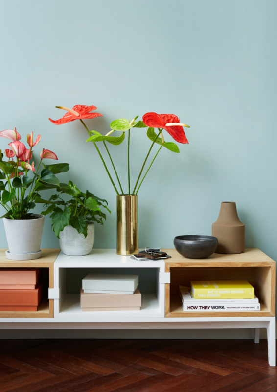 Blumenarrangements mit Schnittanthurien gestalten: 3 Ideen