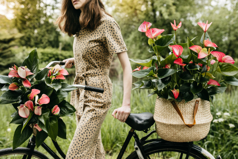 So sorgen Zimmerpflanzen für Reisegefühle