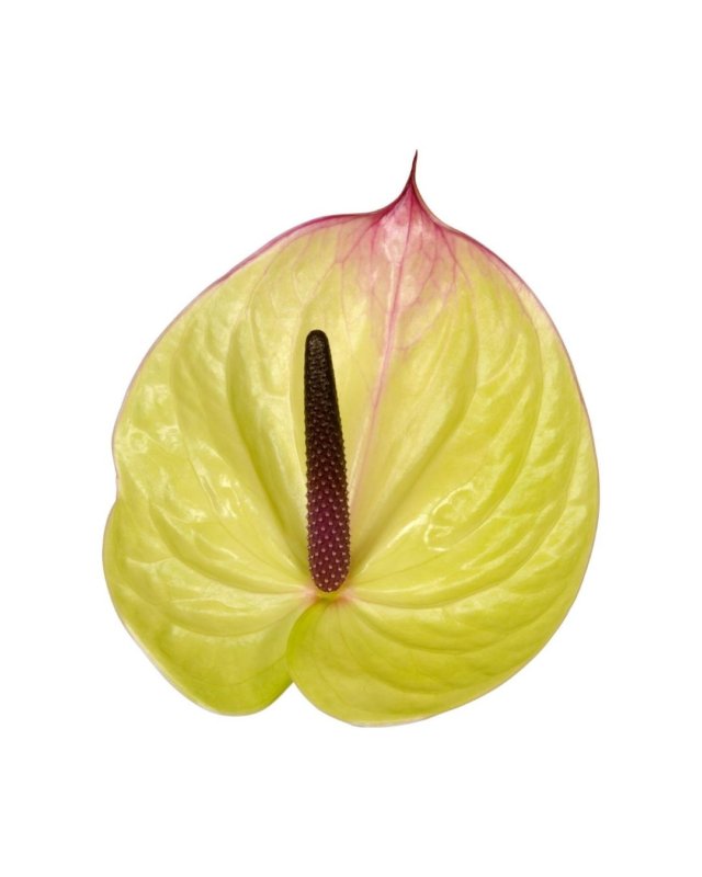 Das sind die neuesten Topf- und Schnittanthurien