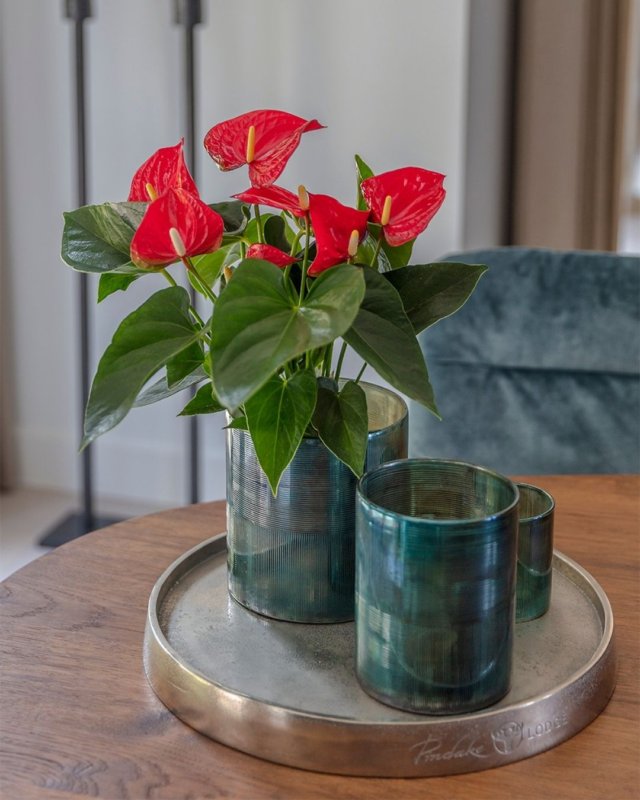 Das sind die neuesten Anthurien