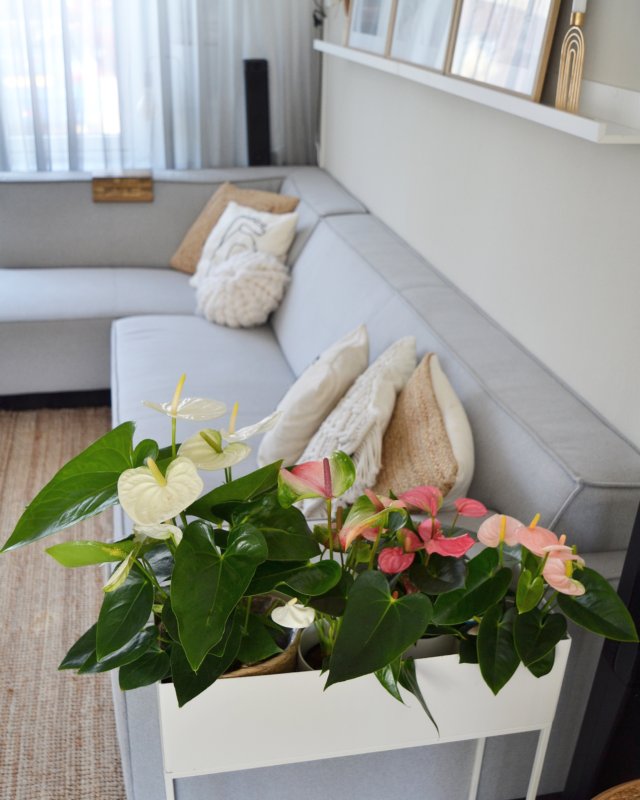 Interieur-Inspirationen mit Anthurien: Styling in 3 unterschiedlichen Interieurs